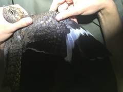 Caprimulgus vexillarius