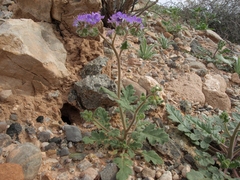 Phacelia crenulata ambigua