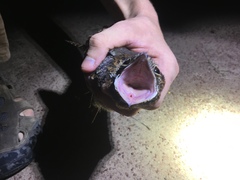 Caprimulgus vexillarius