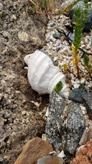 Neptunea decemcostata