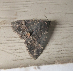 Metalectra diabolica