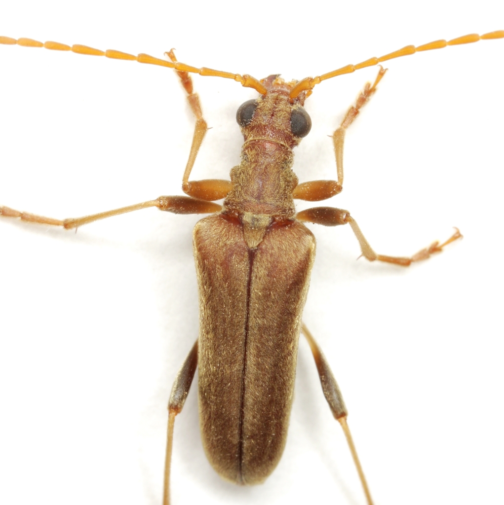 Cinnamon-winged Flower Longhorn