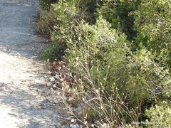 Bituminaria bituminosa