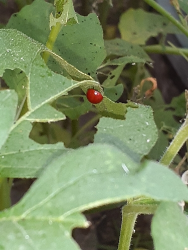 photo of Spotless Lady Beetle (Cycloneda sanguinea)