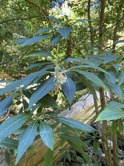 Clethra delavayi
