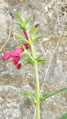 Salvia pentstemonoides