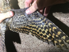 Caprimulgus vexillarius