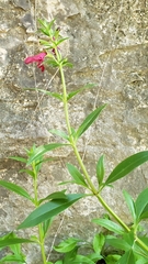Salvia pentstemonoides
