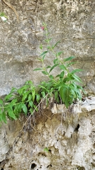 Salvia pentstemonoides