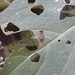photo of Oblique Streaktail (Allograpta obliqua)