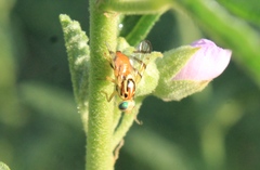 Zonosemata vittigera