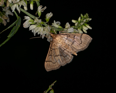 Herpetogramma theseusalis