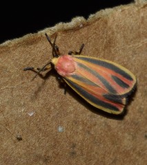 Hypoprepia fucosa