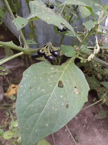 photo of American Black Nightshade (Solanum americanum)