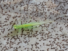 Phlugis ocraceovittata