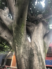 Magnoliopsida