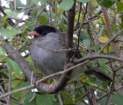 Bush Blackcap (Sylvia nigricapillus), photo 5