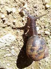 Cornu aspersum