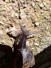 Cornu aspersum