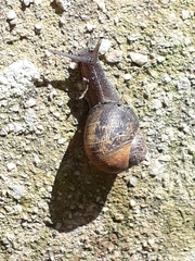 Cornu aspersum