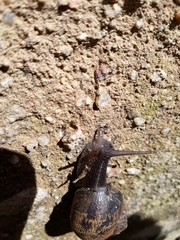 Cornu aspersum