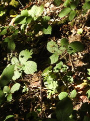 Rubus hirtus