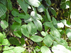 Rubus hirtus