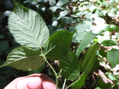 Rubus hirtus