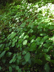 Rubus hirtus