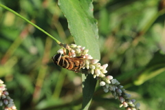Palpada vinetorum