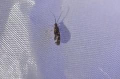 Climacia californica