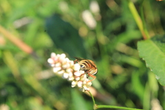 Palpada vinetorum