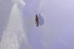 Climacia californica