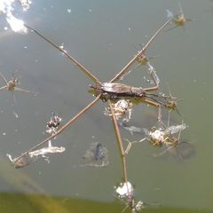 Aquarius paludum