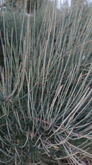 Ephedra major major
