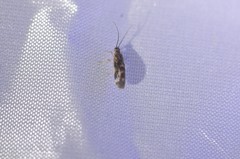 Climacia californica