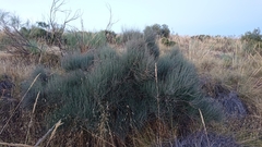 Ephedra major major