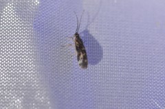 Climacia californica