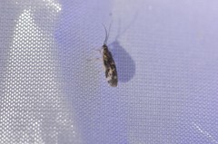 Climacia californica