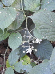 Rubus hirtus