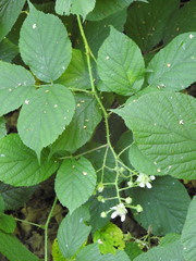 Rubus hirtus