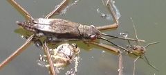 Aquarius paludum