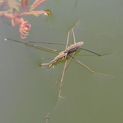 Aquarius paludum