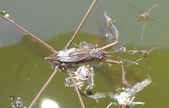 Aquarius paludum