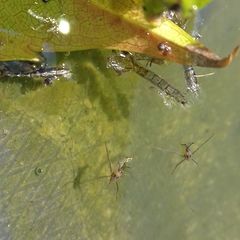 Aquarius paludum