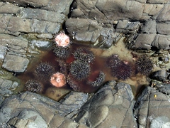 Evechinus chloroticus