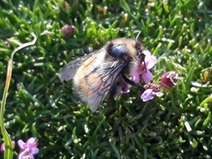 Bombus sylvicola