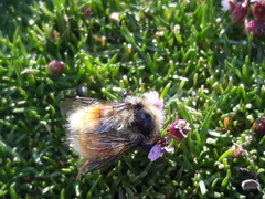 Bombus sylvicola