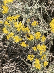 Tetradymia