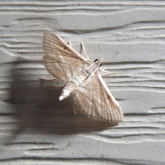 Marasmia trapezalis